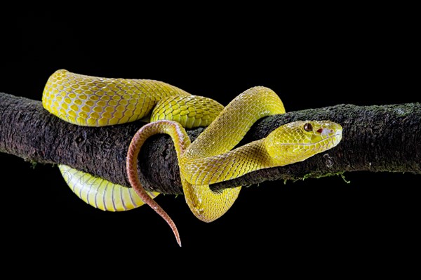 White-lipped island pit viper (Trimeresurus insularis)