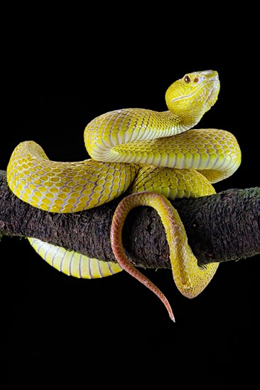 White-lipped island pit viper (Trimeresurus insularis)