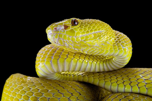 White-lipped island pit viper (Trimeresurus insularis)