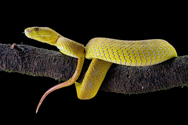 White-lipped island pit viper (Trimeresurus insularis)