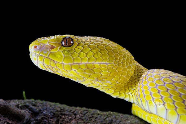 White-lipped island pit viper (Trimeresurus insularis)