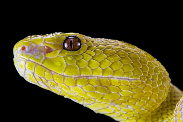 White-lipped island pit viper (Trimeresurus insularis)