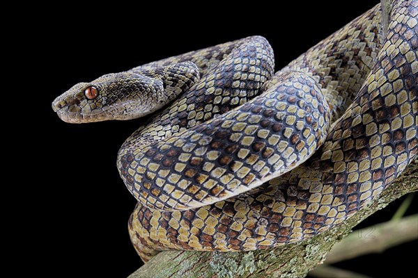 Hon Son Pit Viper (Trimeresurus honsonensis)