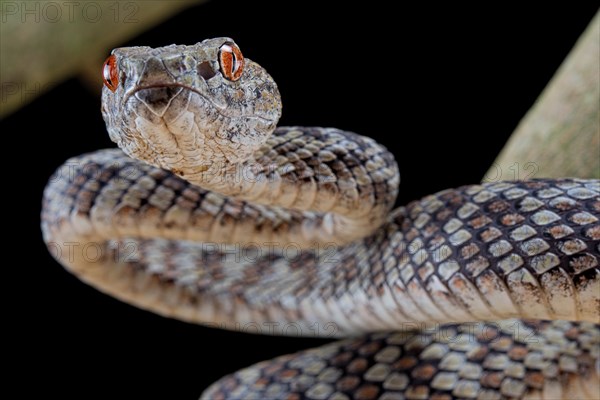 Hon Son Pit Viper (Trimeresurus honsonensis)