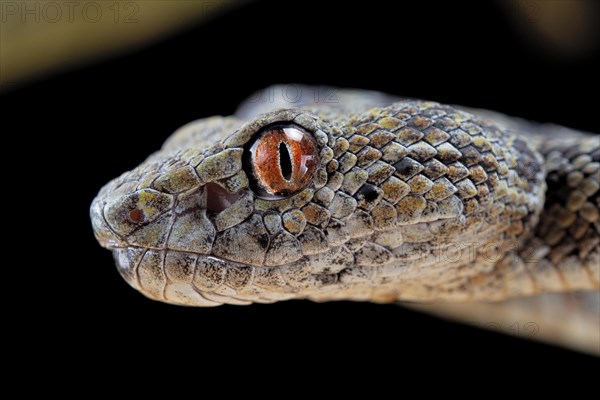 Hon Son Pit Viper (Trimeresurus honsonensis)