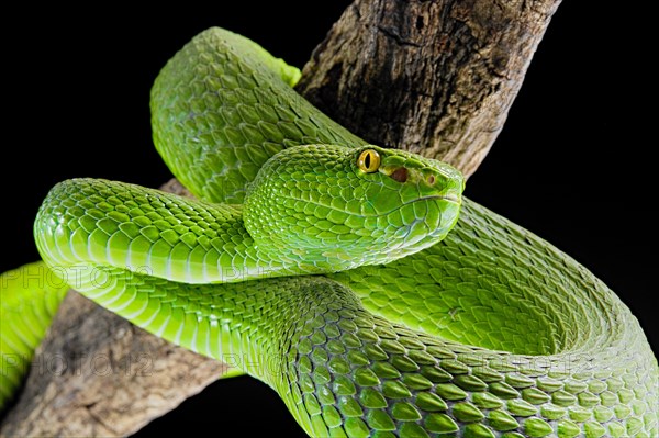 Green Pit Viper (Trimeresurus albolabris)