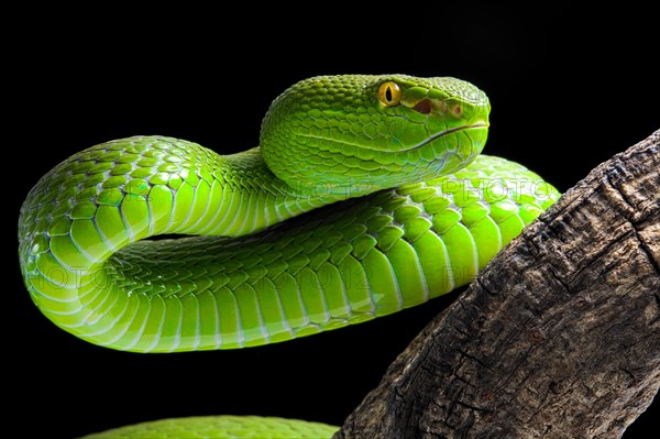 Green Pit Viper (Trimeresurus albolabris)