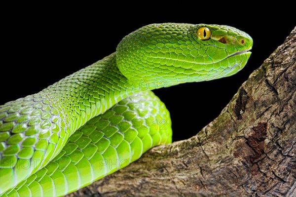 Green Pit Viper (Trimeresurus albolabris)