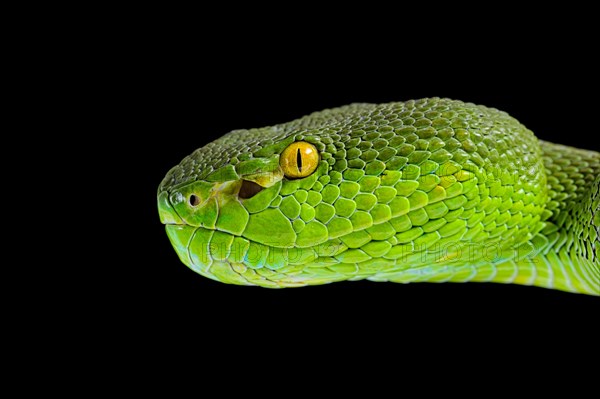 Green Pit Viper (Trimeresurus albolabris)