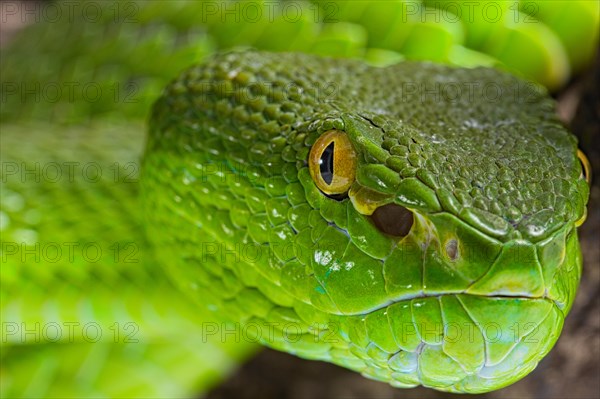 Green Pit Viper (Trimeresurus albolabris)