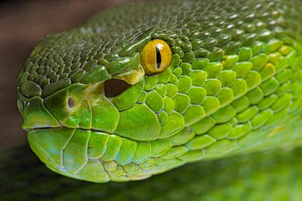 Green Pit Viper (Trimeresurus albolabris)