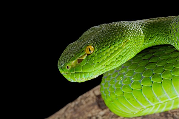 Green Pit Viper (Trimeresurus albolabris)