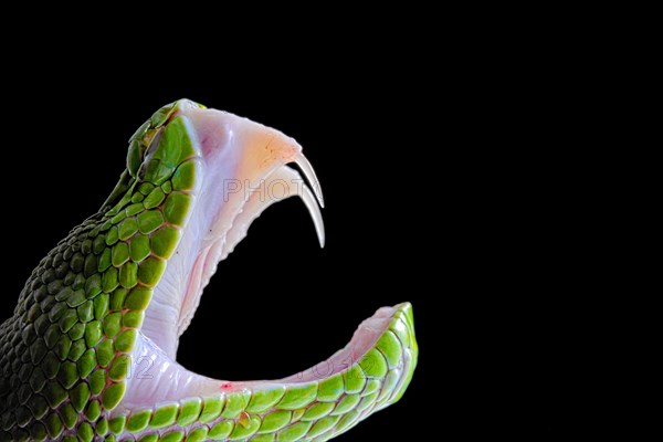 Green Pit Viper (Trimeresurus albolabris)