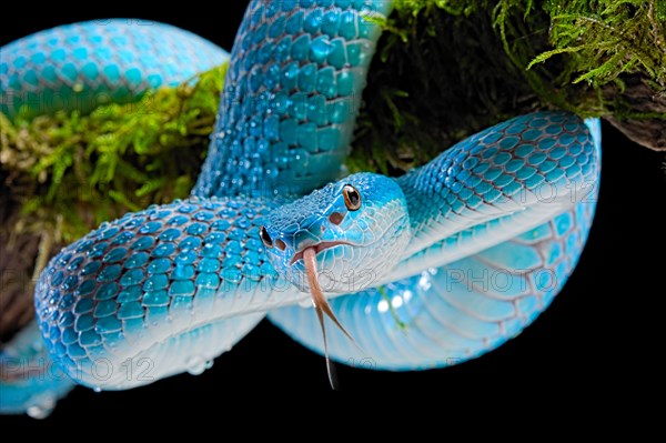 Sunda Island Pit Viper (Trimeresurus insularis)