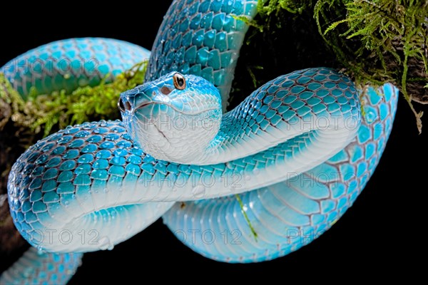 Sunda Island Pit Viper (Trimeresurus insularis)