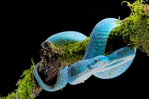 Sunda Island Pit Viper (Trimeresurus insularis)