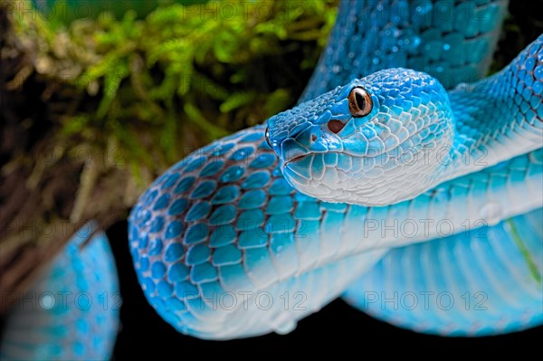 Sunda Island Pit Viper (Trimeresurus insularis)