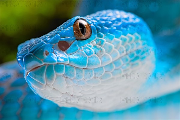 Sunda Island Pit Viper (Trimeresurus insularis)