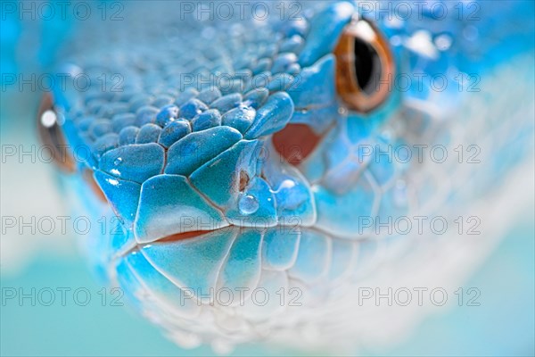 Sunda Island Pit Viper (Trimeresurus insularis)