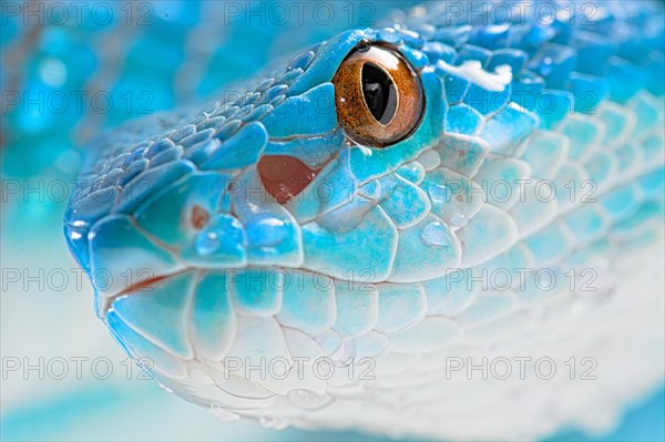 Sunda Island Pit Viper (Trimeresurus insularis)