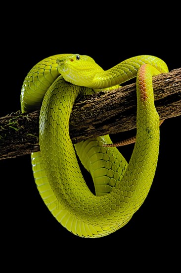 Flores Pit Viper (Trimeresurus insularis)