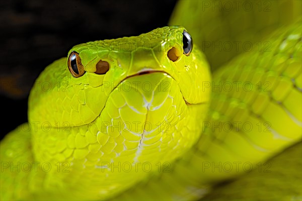 Flores Pit Viper (Trimeresurus insularis)