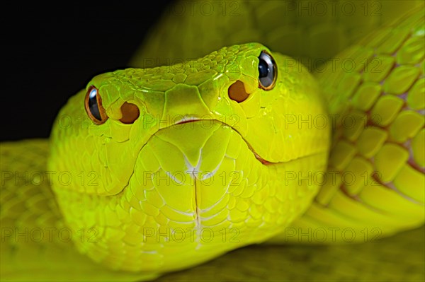 Flores Pit Viper (Trimeresurus insularis)