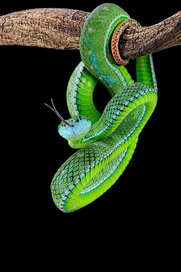 Hagen's green Pitviper (Trimeresurus hageni)