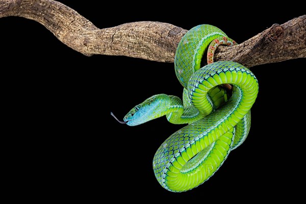 Hagen's green Pitviper (Trimeresurus hageni)