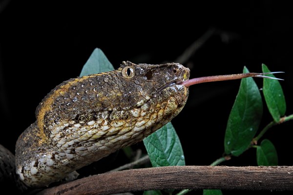 Javanese Pitviper (Trimeresurus puniceus)