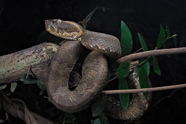 Javanese Pitviper (Trimeresurus puniceus)