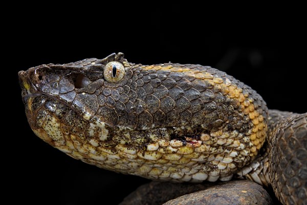 Javanese Pitviper (Trimeresurus puniceus)