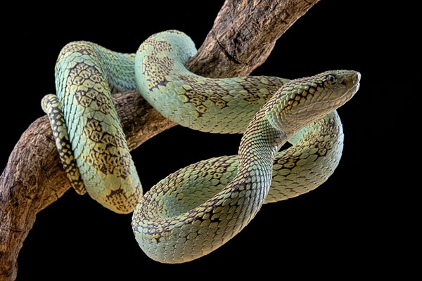 Malabar Pit Viper (Trimeresurus malabaricus)