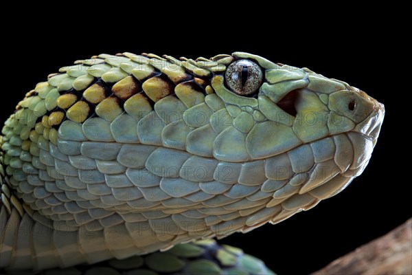 Malabar Pit Viper (Trimeresurus malabaricus)
