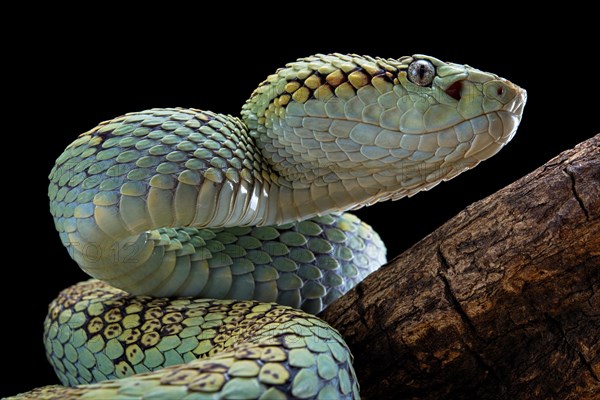 Malabar Pit Viper (Trimeresurus malabaricus)