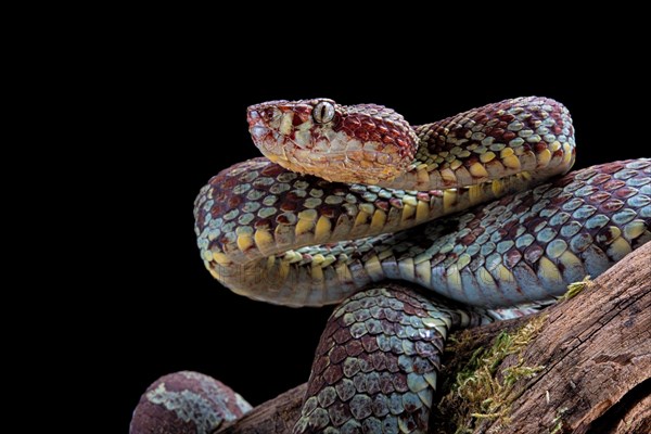 Malabar Pit Viper (Trimeresurus malabaricus)