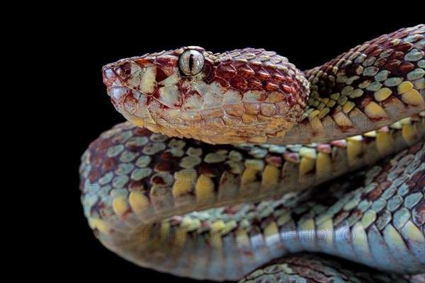 Malabar Pit Viper (Trimeresurus malabaricus)