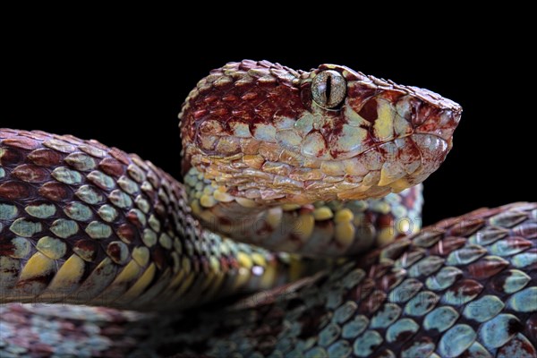 Malabar Pit Viper (Trimeresurus malabaricus)
