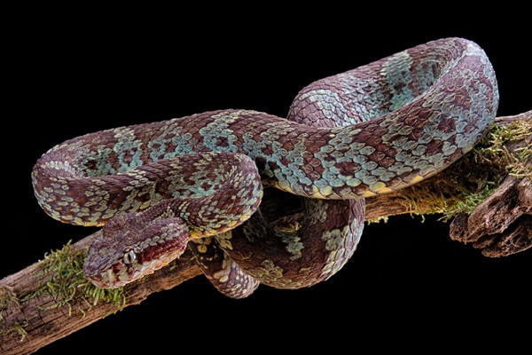 Malabar Pit Viper (Trimeresurus malabaricus)
