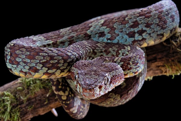 Malabar Pit Viper (Trimeresurus malabaricus)