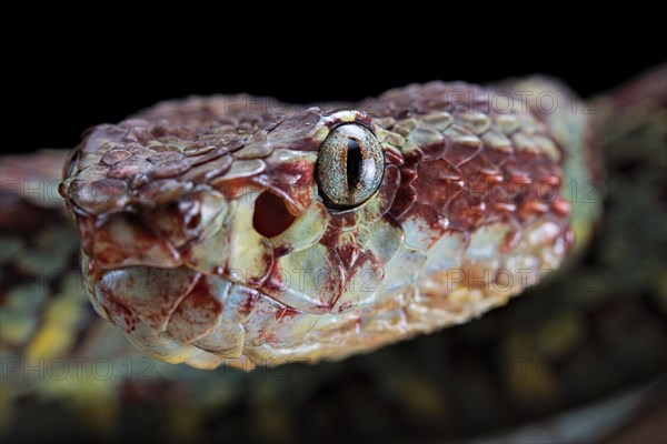 Malabar Pit Viper (Trimeresurus malabaricus)