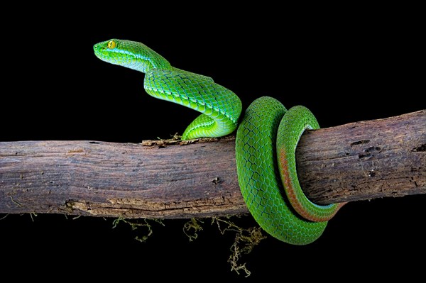 Large-eyed pitviper (Trimeresurus macrops)