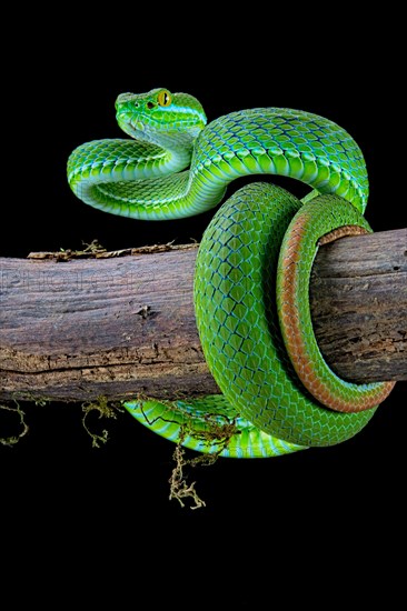 Large-eyed pitviper (Trimeresurus macrops)