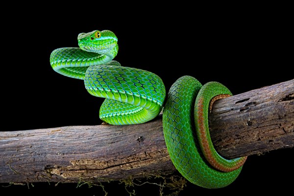 Large-eyed pitviper (Trimeresurus macrops)