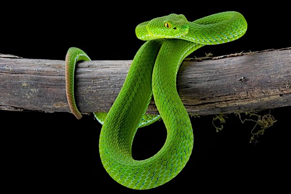 Large-eyed pitviper (Trimeresurus macrops)