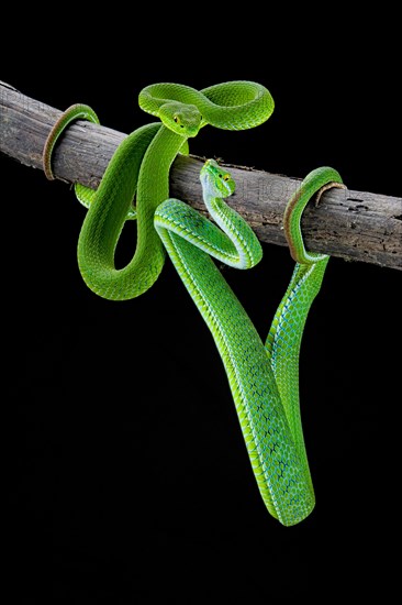 Large-eyed pitviper (Trimeresurus macrops)