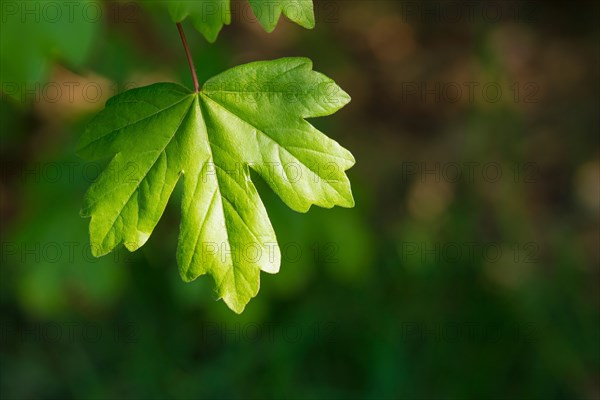 Young leaf from the field maple (Acer campestre)