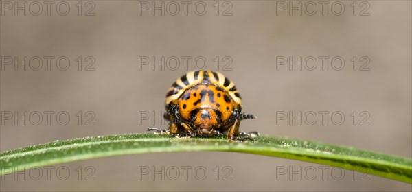 Colorado potato beetle (Leptinotarsa decemlineata) on a leaf