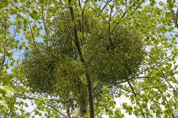 European mistletoe