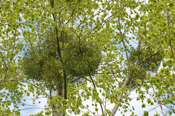 European mistletoe